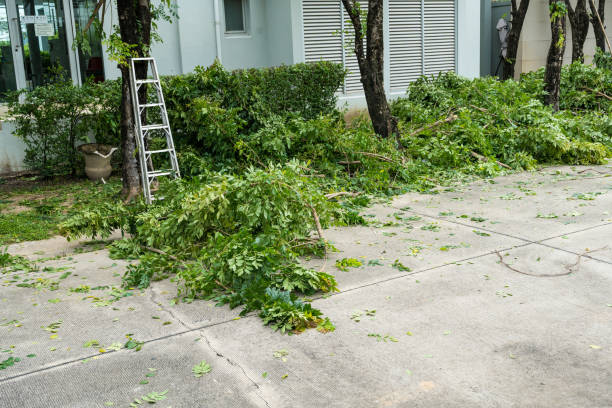 Best Tree Pruning Services  in Mountain Home, AR